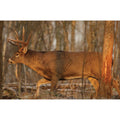 EZE-SCORER 23IN X 35IN WHITETAIL DEER - 2 TARGETS (FOLDED)