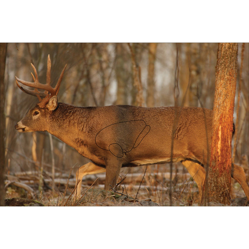 EZE-SCORER 23IN X 35IN WHITETAIL DEER - 2 TARGETS (FOLDED)