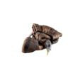 Avian-X LCD - Feeder Hen Turkey Decoy