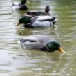 Avian-X Tip Up Mallard Feeder