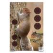 Birchwood Casey Pregame Target - 12"x18" Squirrel 8/ct