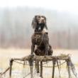 Rig'Em Right Swamp Bully Dog Stand