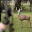 GlenDel Full-Rut Buck w/4-Sided Insert