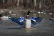 Higdon Outdoors XS Splashing Flasher Mallard Drake Moving Decoy 12V with Timer