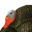 Primos Gobbstopper Strutter Turkey Decoy