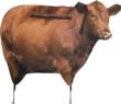 Montana Decoy Co Big Red Moo Cow Decoy