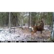 Spypoint FLEX-DARK Cellular Trail Camera