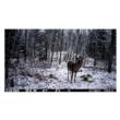 Spypoint FORCE-24 Non-Cellular Trail Camera