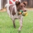 PetSafe Sportsmen Squeeze Meeze Duck